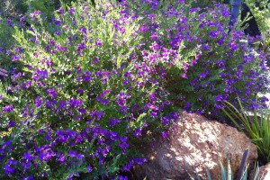 121024_SpringWildflower(6)